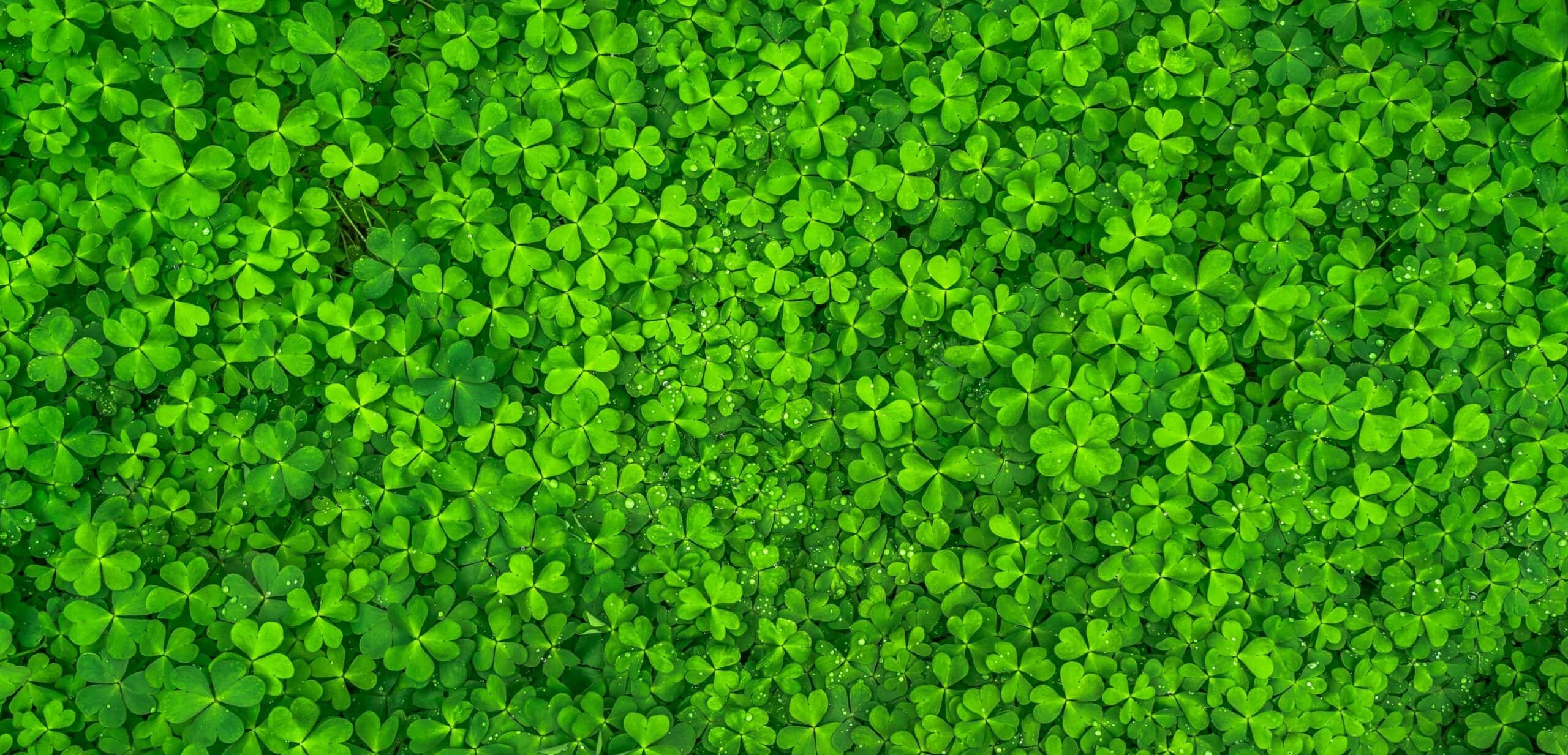 Happy St. Patrick's Day