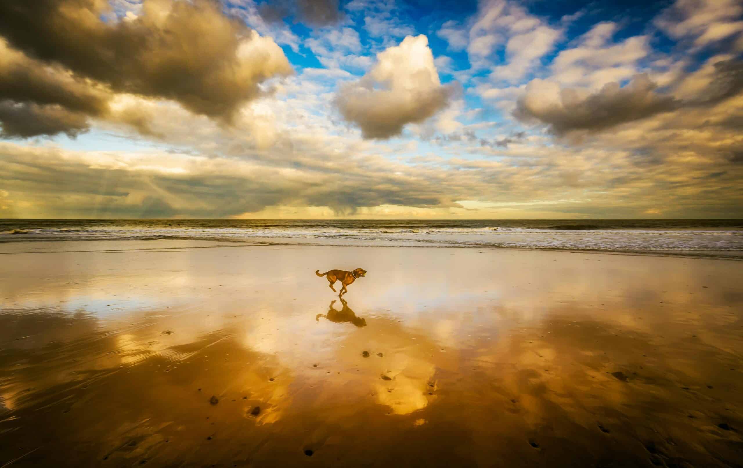 Dog Days of Summer