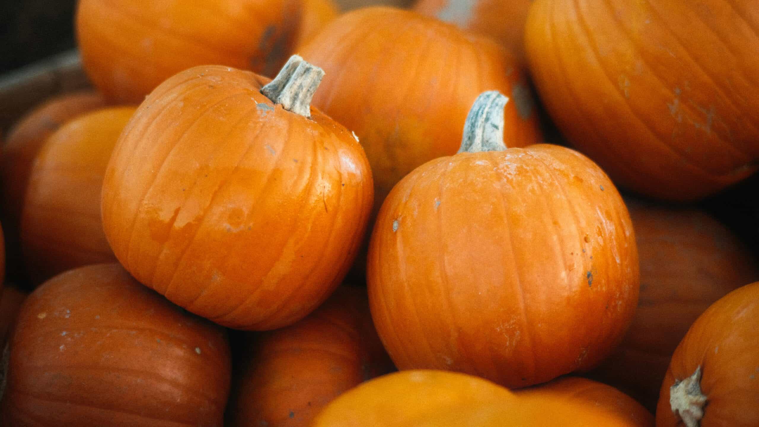 Pumpkin Patch at Serendipity Labs!