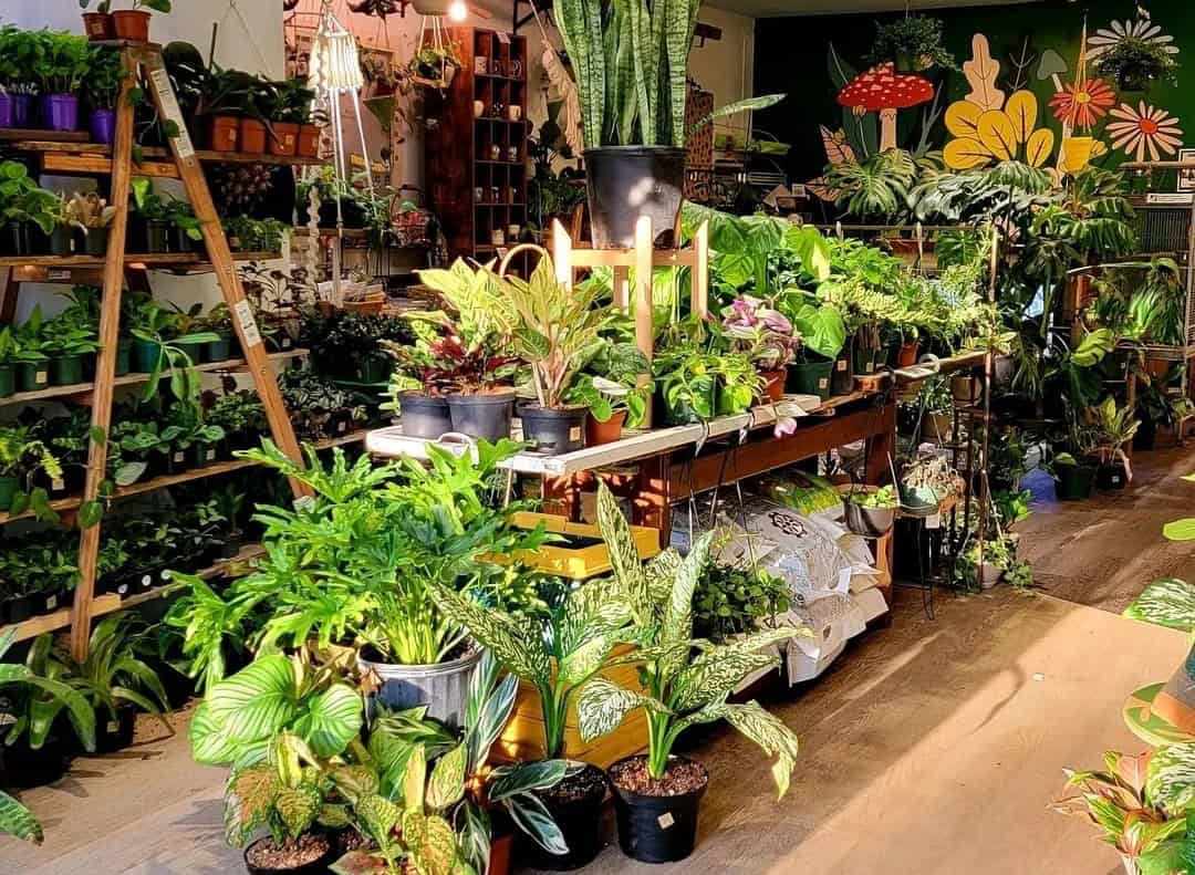 Pop-Up: Put A Plant On It